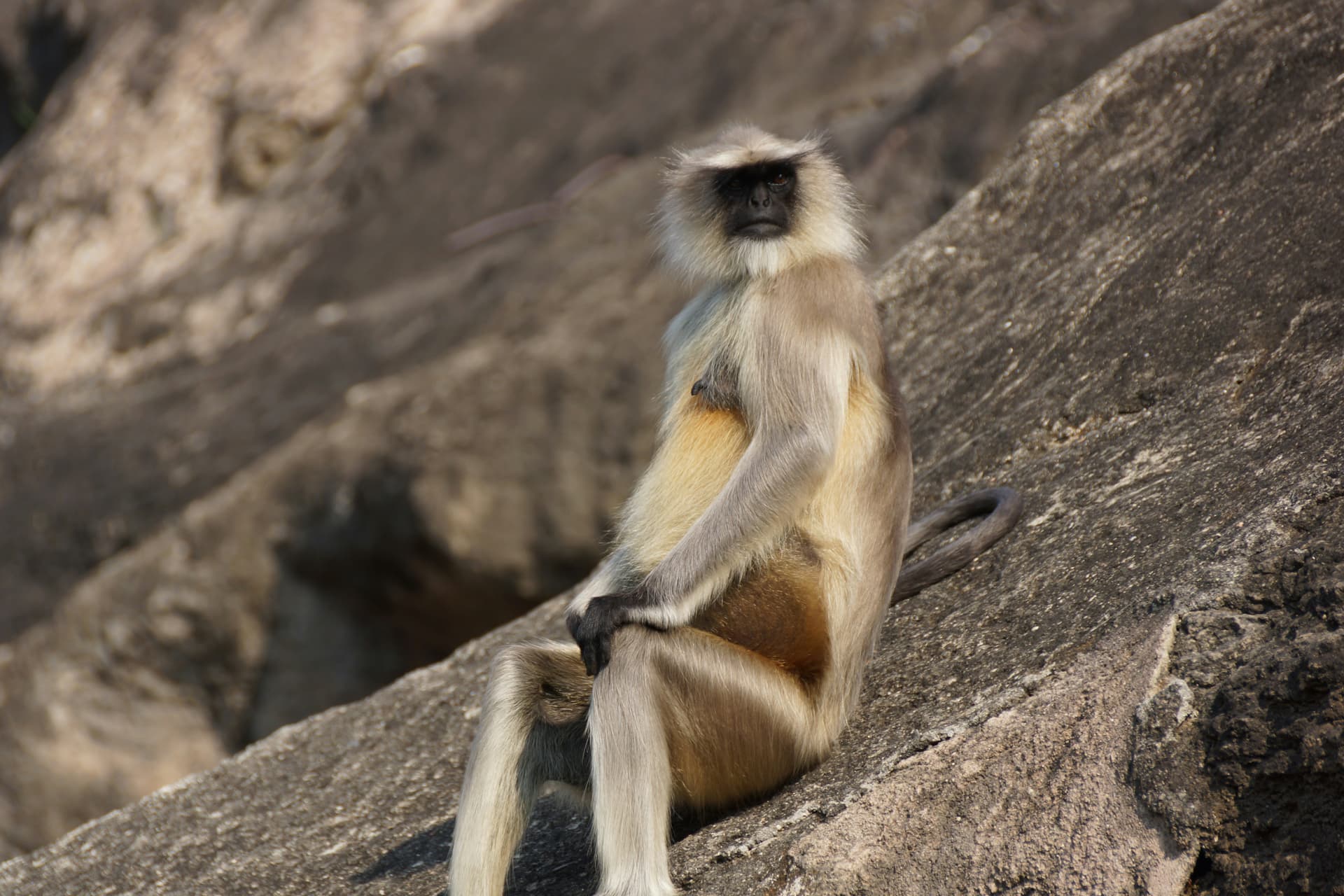 A monkey sitting on top of a large rock